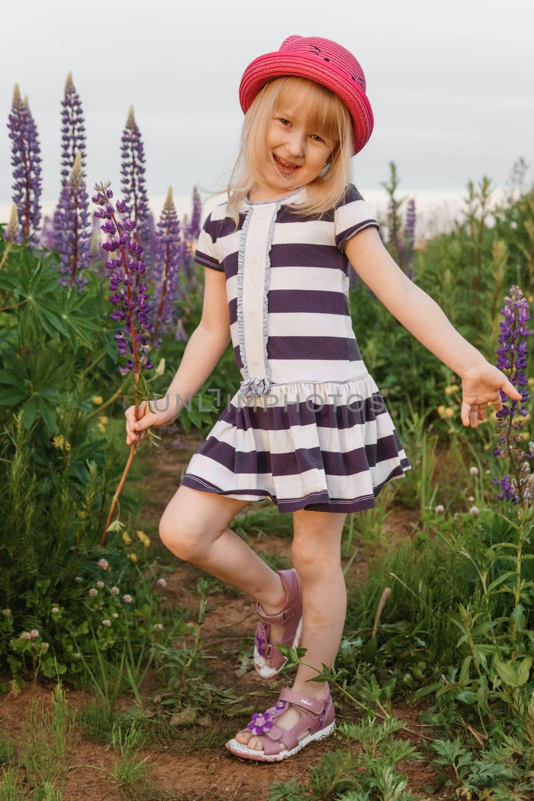 A blonde girl in a field with purple flowers. A little girl in a pink hat is picking flowers in a field. A field with lupines by Annu1tochka