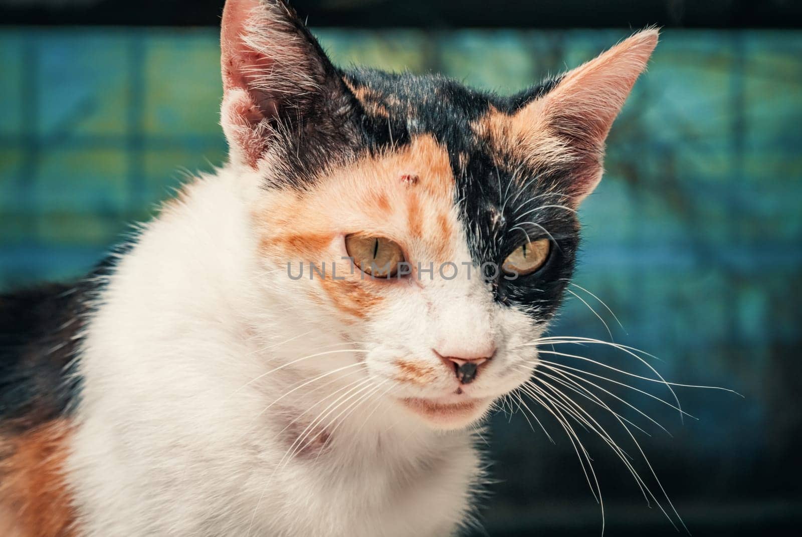 Portrait shot of homeless stray cat living in the animal shelter. Shelter for animals concept