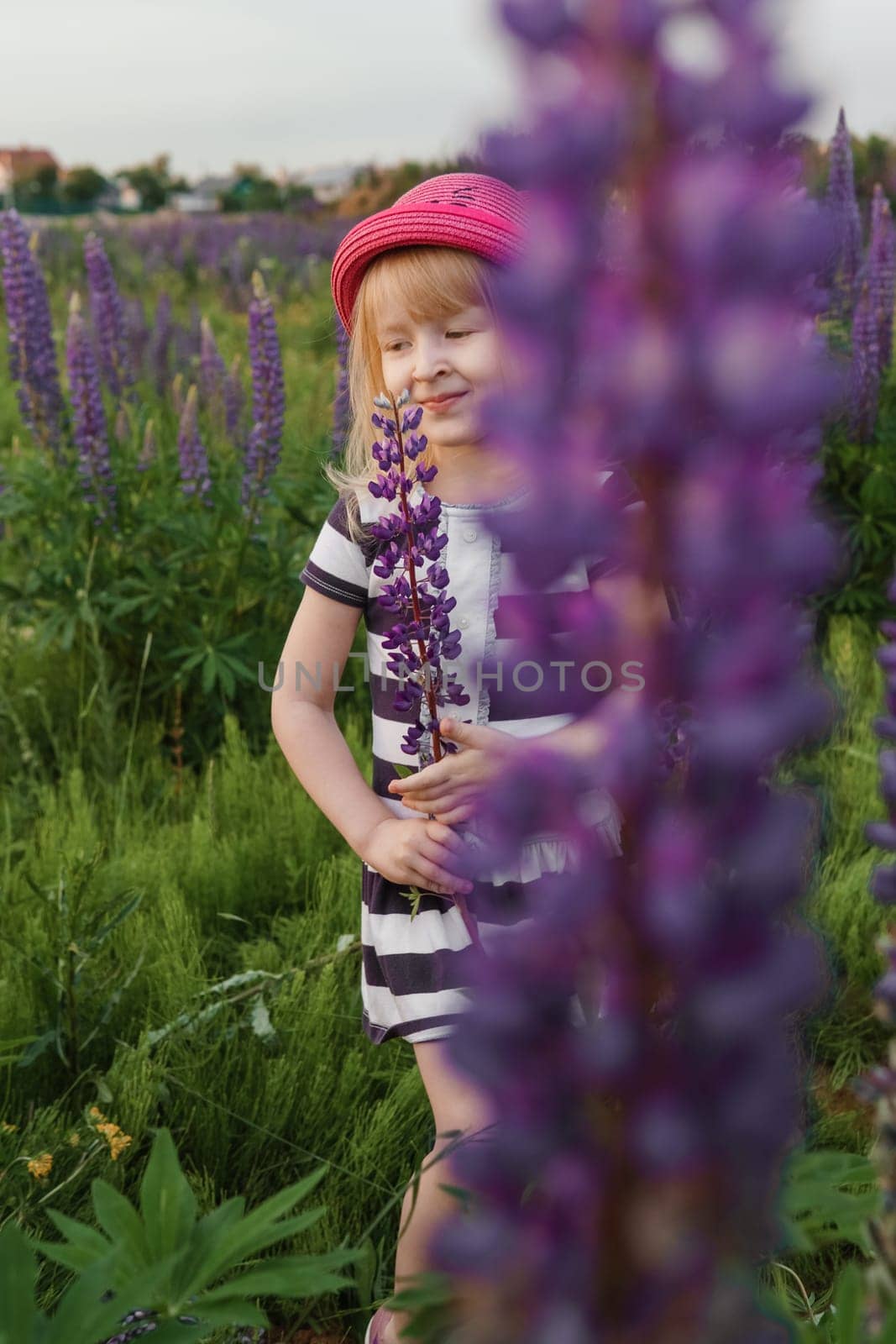 A blonde girl in a field with purple flowers. A little girl in a pink hat is picking flowers in a field. A field with lupines by Annu1tochka