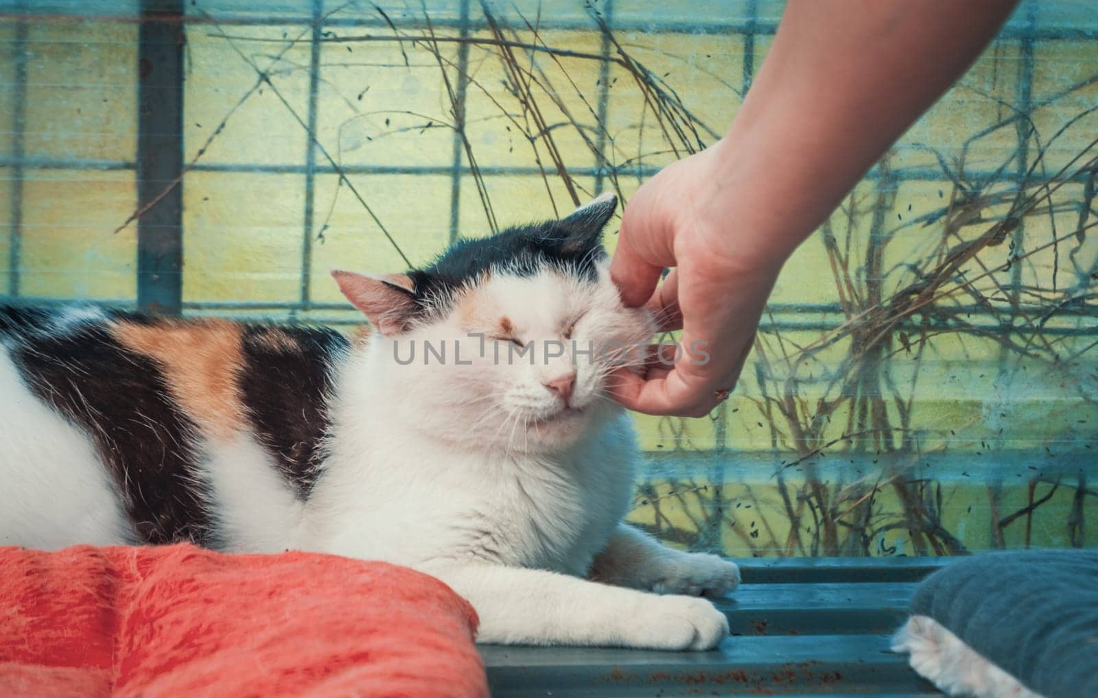 Volunteer's hand petting caged stray cat in pet shelter. People, Animals, Volunteering And Helping Concept.