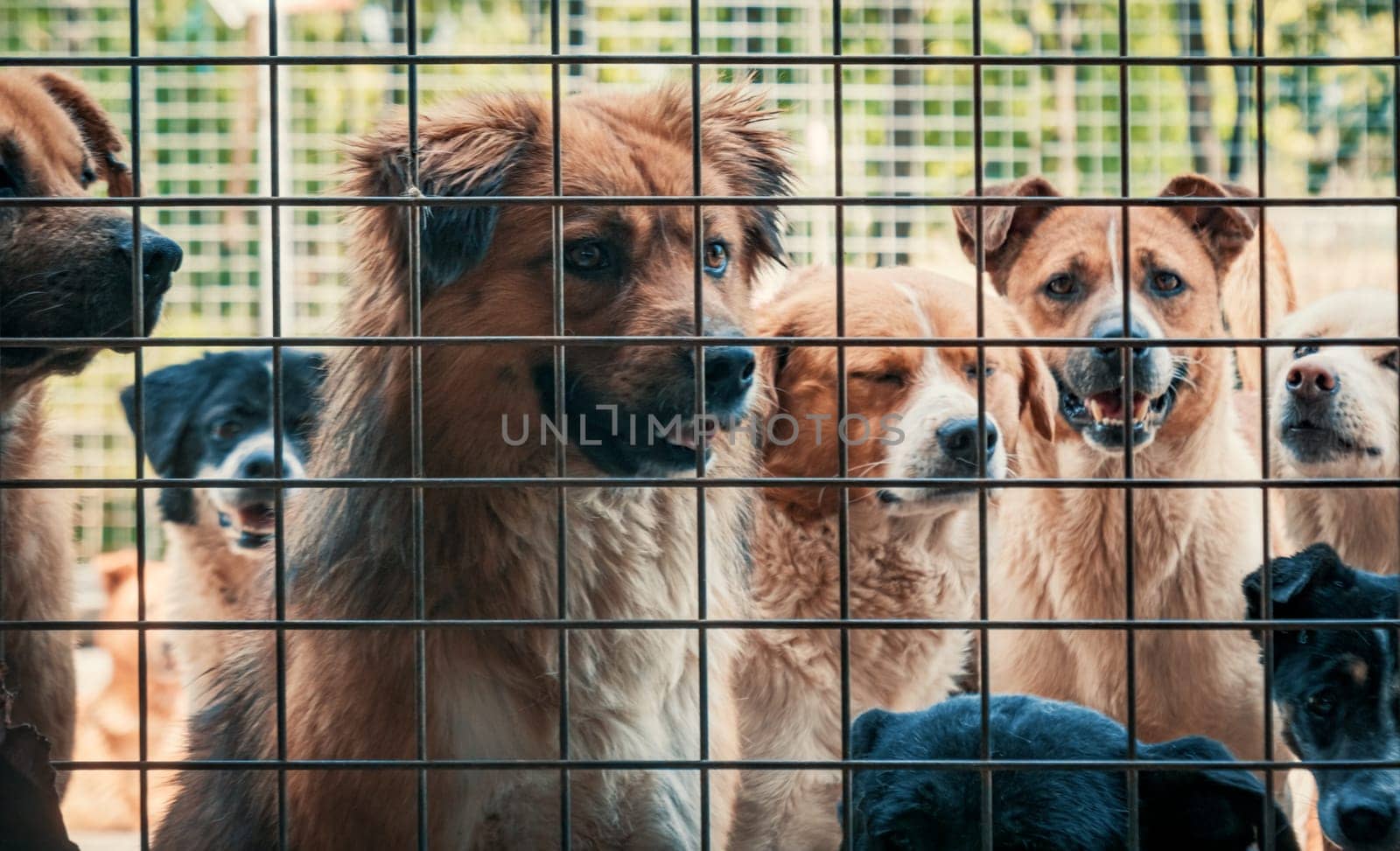 Unwanted and homeless dogs of different breeds in animal shelter. Looking and waiting for people to come adopt. Shelter for animals concept by Busker