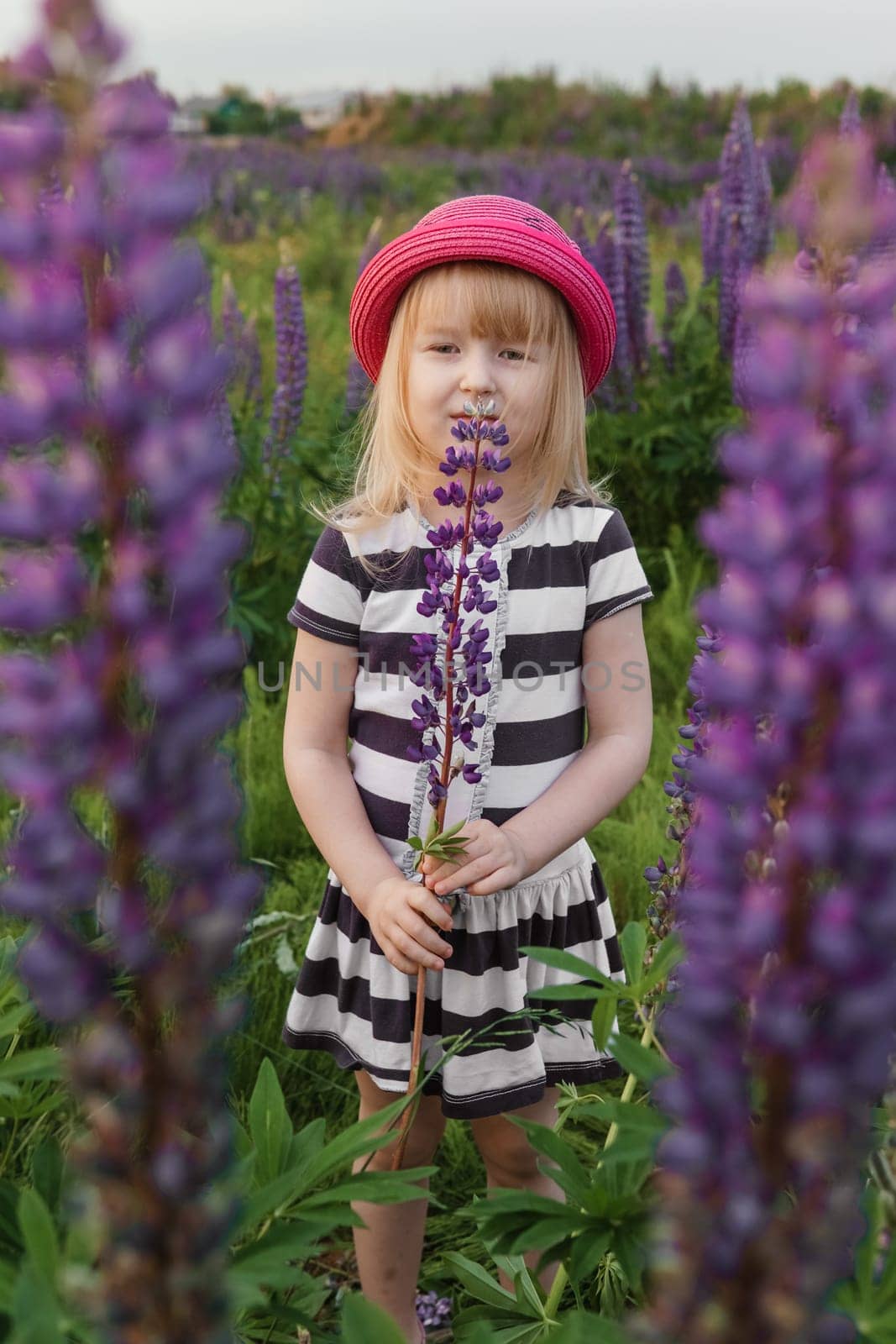 A blonde girl in a field with purple flowers. A little girl in a pink hat is picking flowers in a field. A field with lupines by Annu1tochka