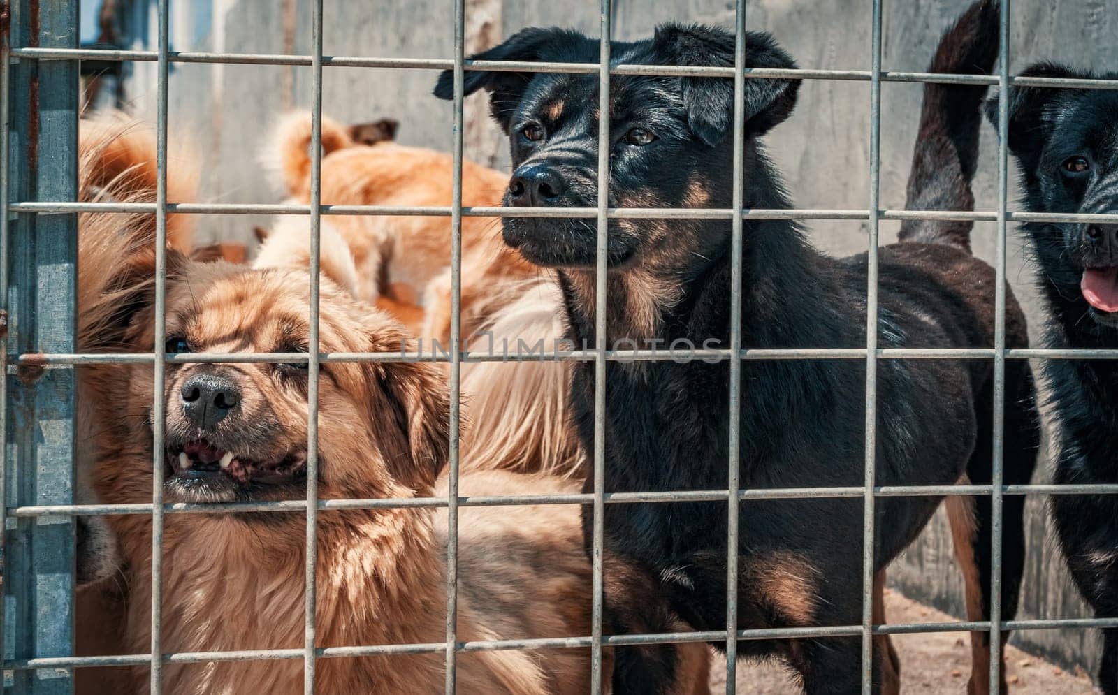 Unwanted and homeless dogs of different breeds in animal shelter. Looking and waiting for people to come adopt. Shelter for animals concept by Busker