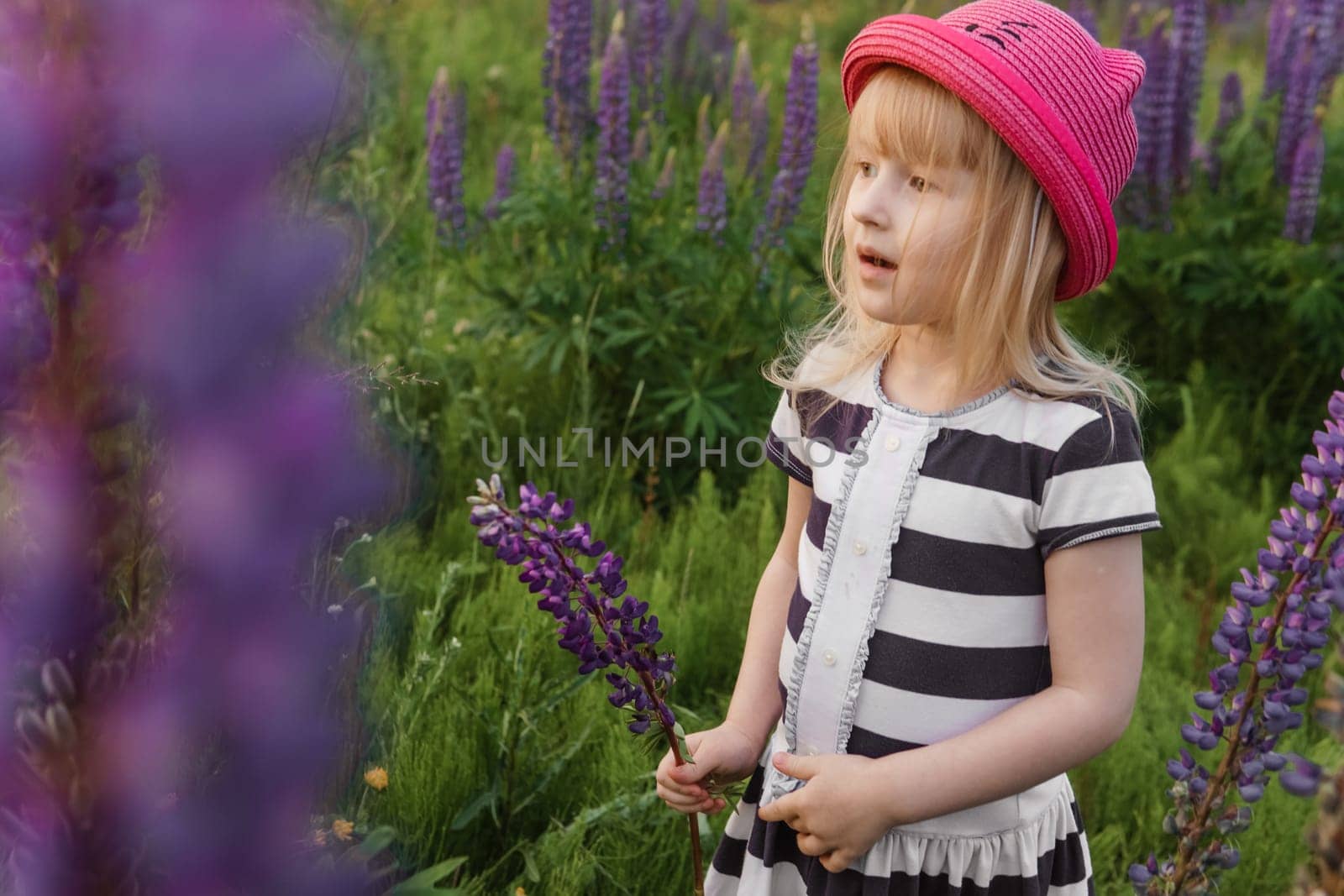 A blonde girl in a field with purple flowers. A little girl in a pink hat is picking flowers in a field. A field with lupines.