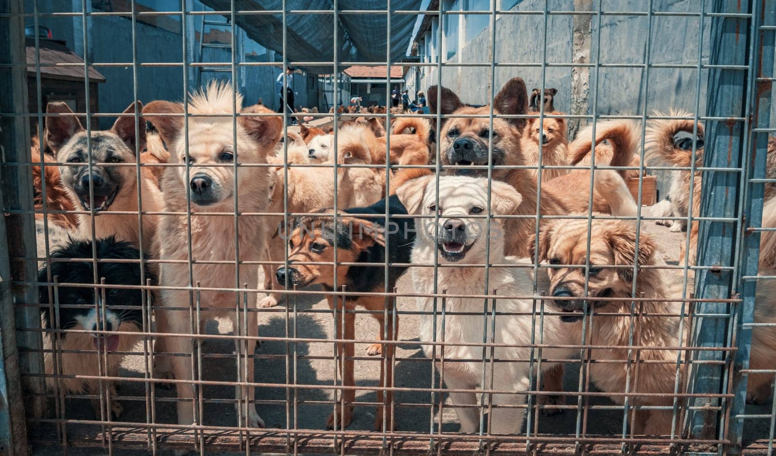 Unwanted and homeless dogs in animal shelter. Asylum for dog. Stray dogs behind the fence. Poor and hungry street dogs and urban free-ranging dogs.