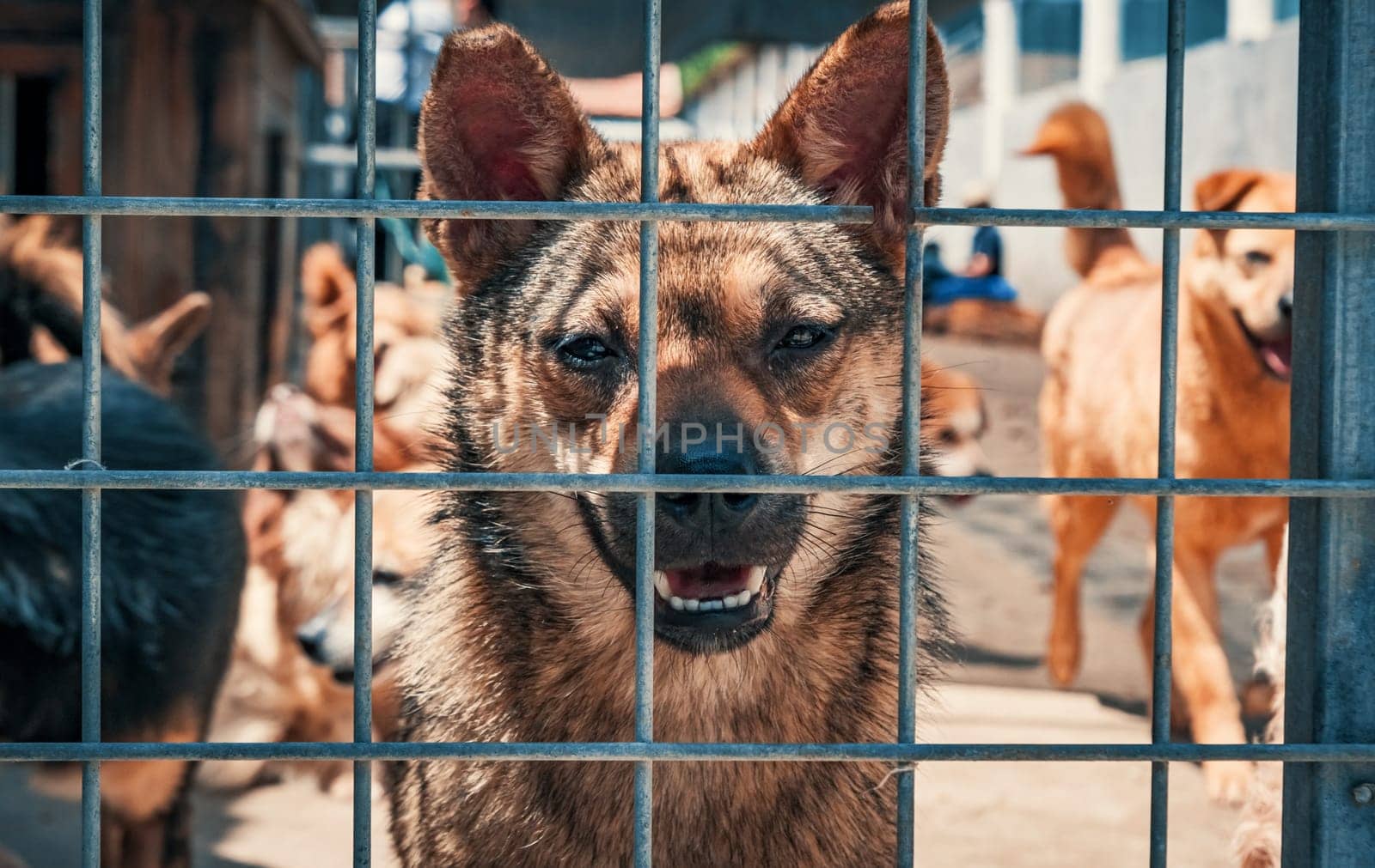 Portrait of sad dog in shelter behind fence waiting to be rescued and adopted to new home.