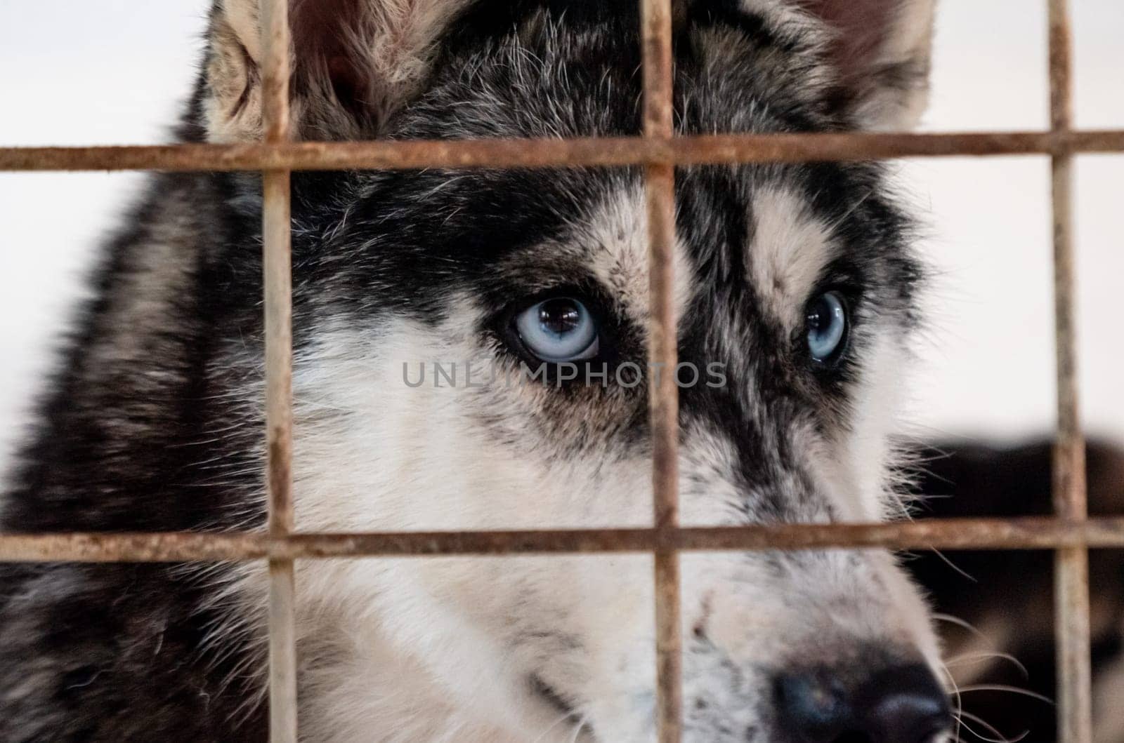 Portrait of sad dog in shelter behind fence waiting to be rescued and adopted to new home.