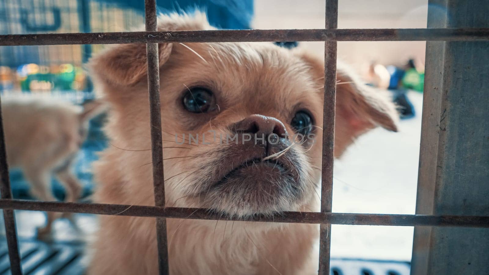 Portrait of sad dog in shelter behind fence waiting to be rescued and adopted to new home.