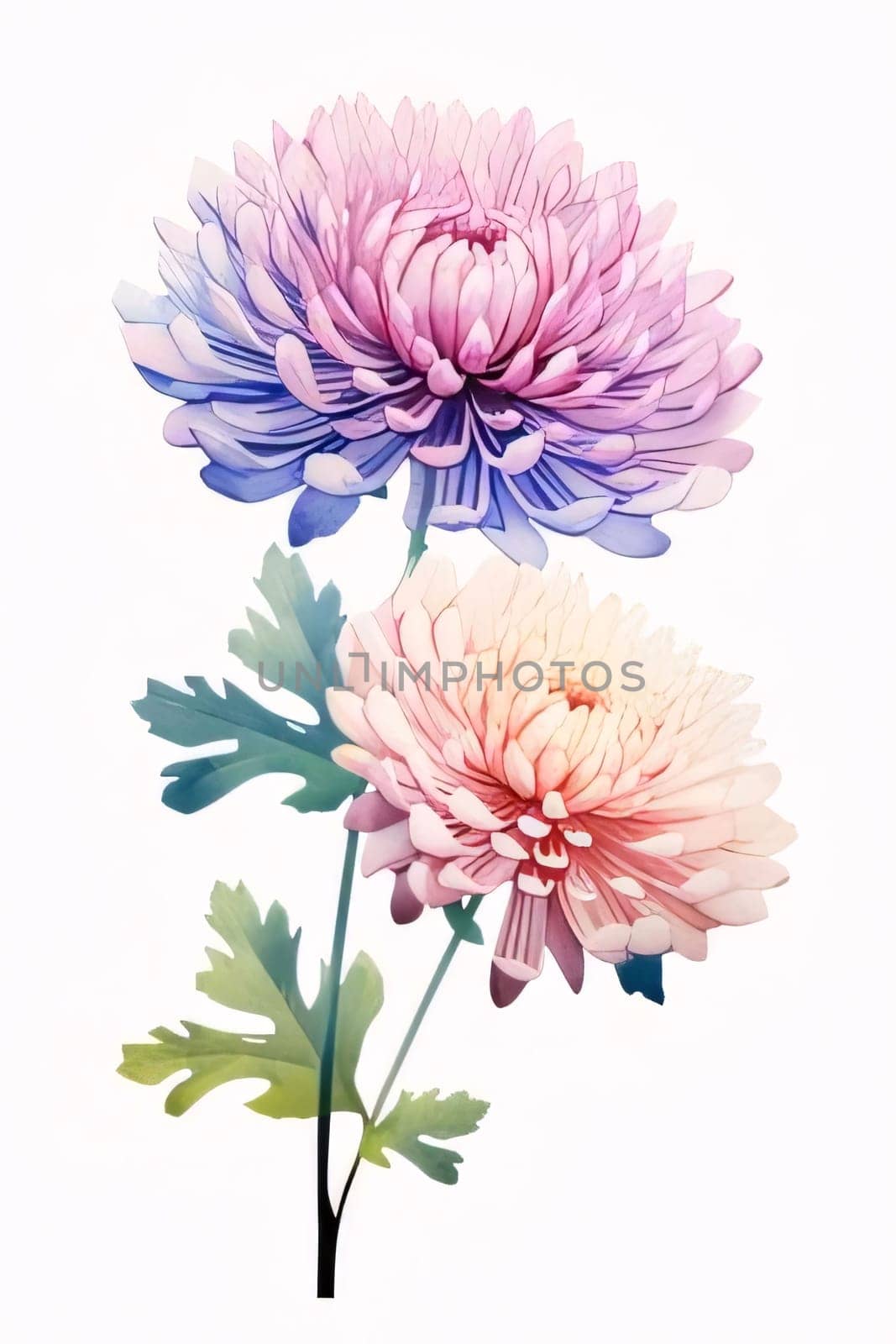 Drawn, painted purple and orange flower on isolated white background. Flowering flowers, a symbol of spring, new life. by ThemesS