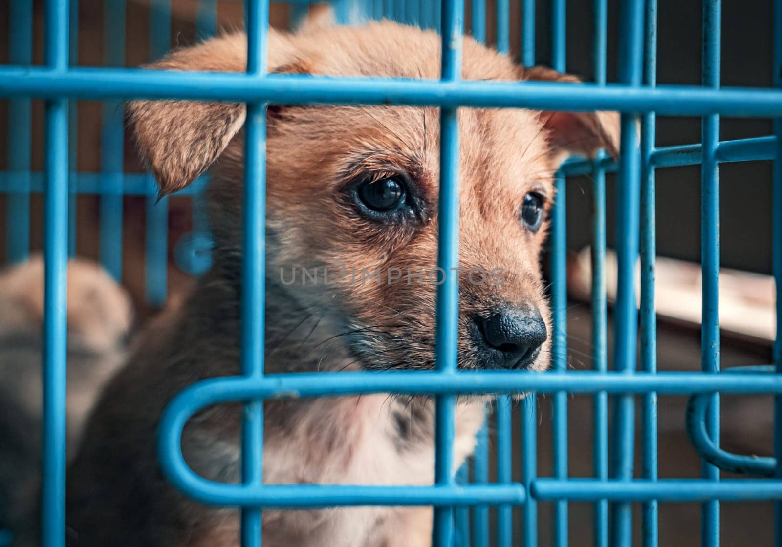 Portrait of sad puppy in shelter behind fence waiting to be rescued and adopted to new home. Shelter for animals concept