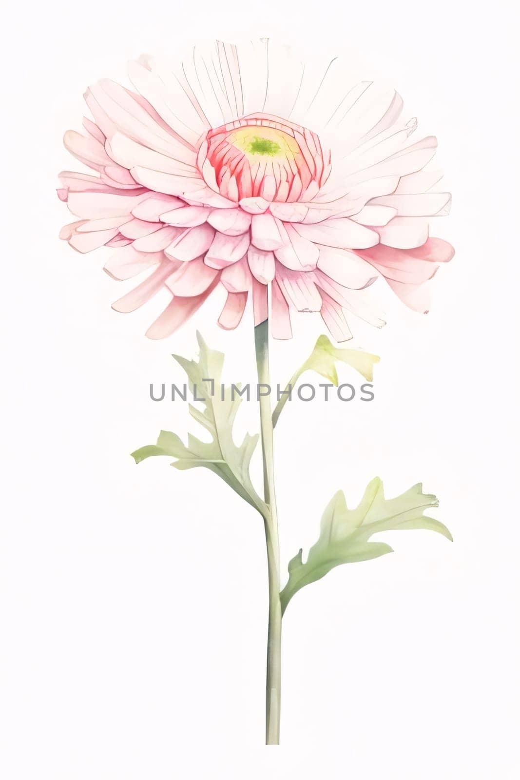 Drawn, painted chrysanthemum flower on isolated white background. Flowering flowers, a symbol of spring, new life. by ThemesS