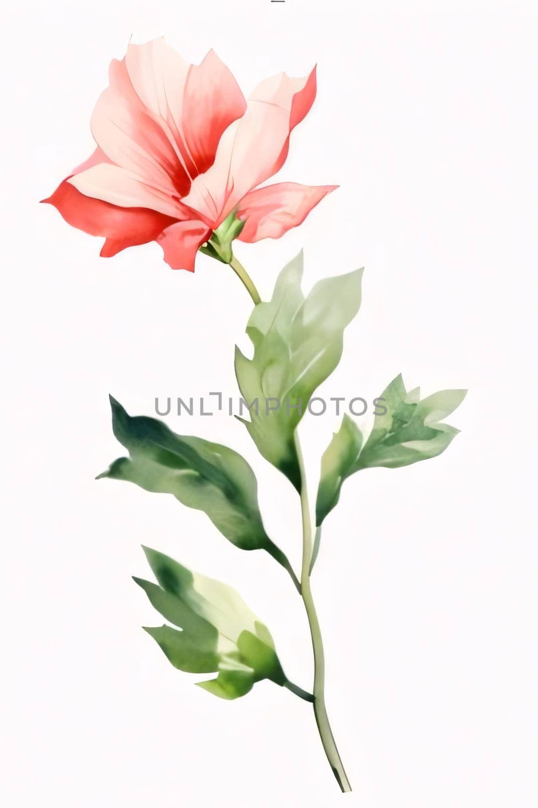 Drawn, painted pink rose flower on isolated white background. Flowering flowers, a symbol of spring, new life. A joyful time of nature waking up to life.
