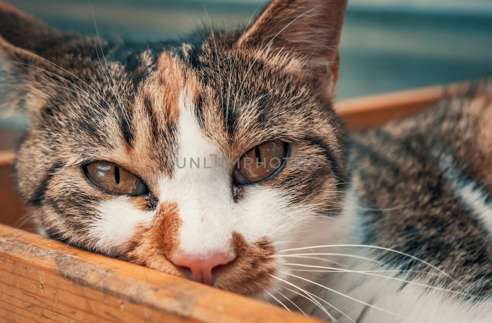 Cat pound. Close-up shot of homeless stray cat living in the animal shelter. Shelter for animals concept by Busker