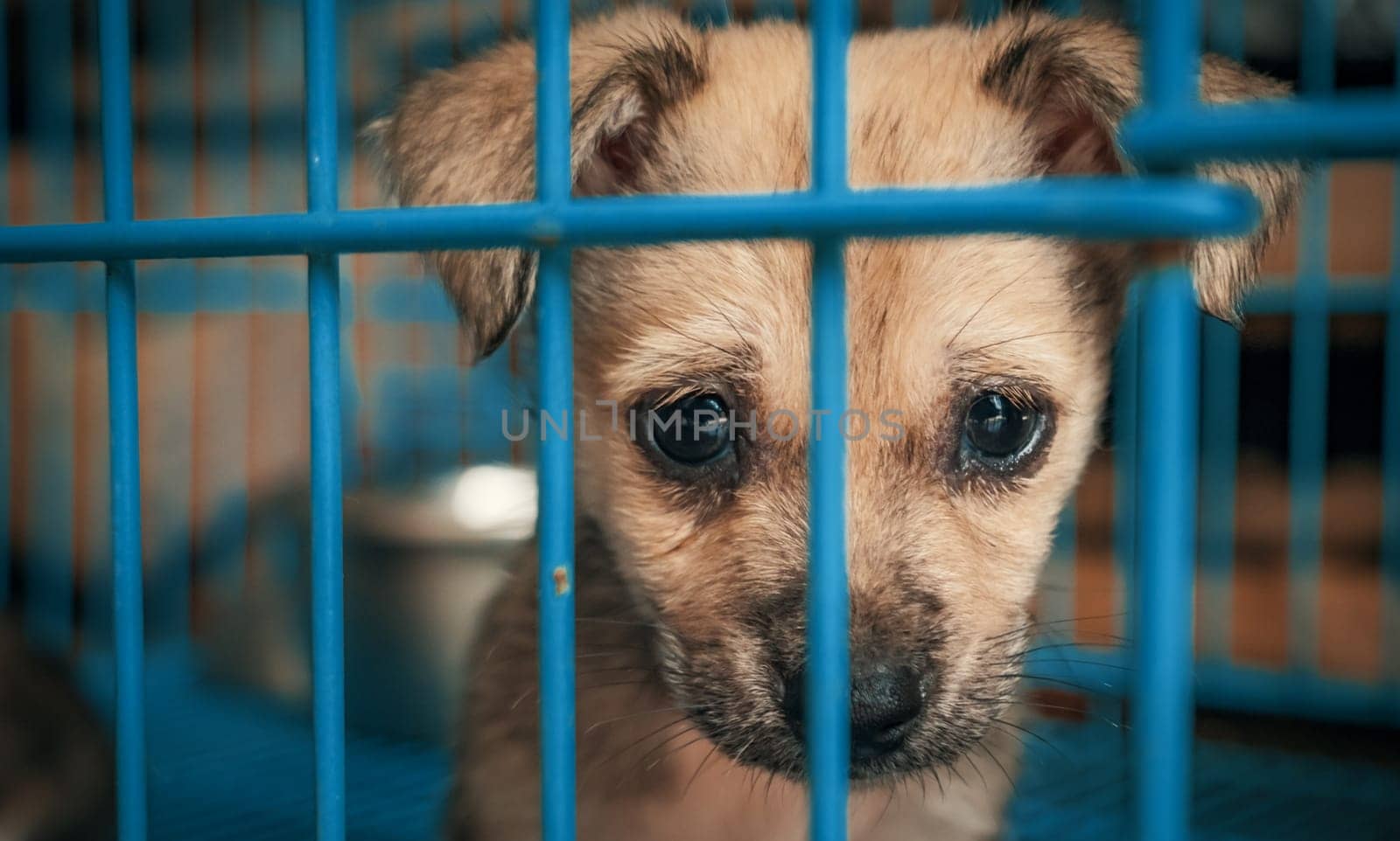 Portrait of sad puppy in shelter behind fence waiting to be rescued and adopted to new home. Shelter for animals concept