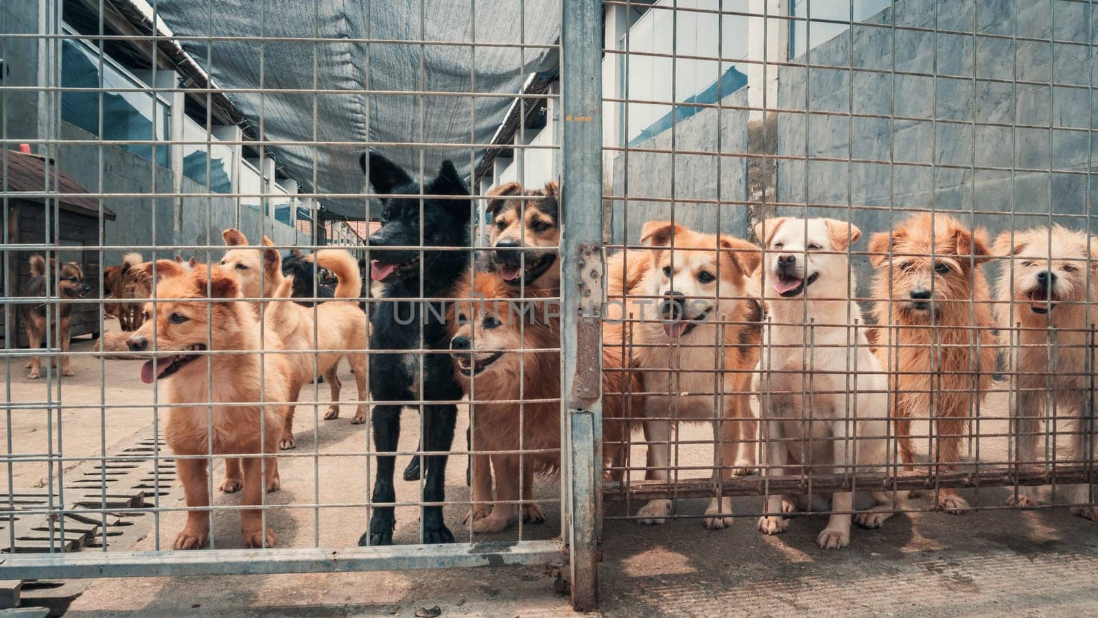 Unwanted and homeless dogs of different breeds in animal shelter. Looking and waiting for people to come adopt. Shelter for animals concept by Busker