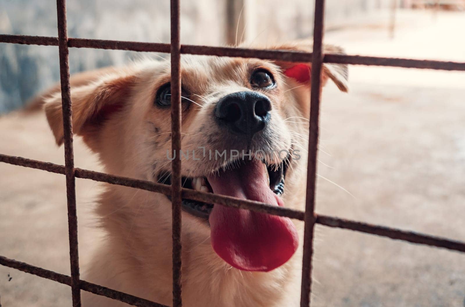 Portrait of mixed breed dog in shelter waiting to be rescued and adopted to new home. Shelter for animals concept by Busker