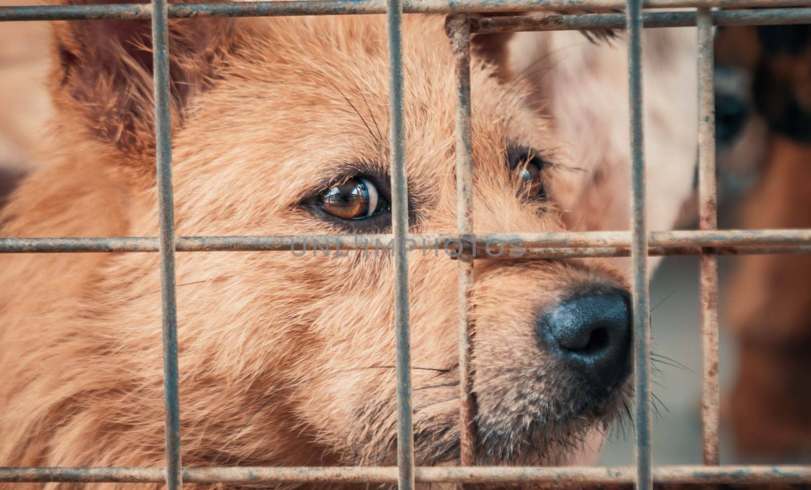 Portrait of sad dog in shelter behind fence waiting to be rescued and adopted to new home.