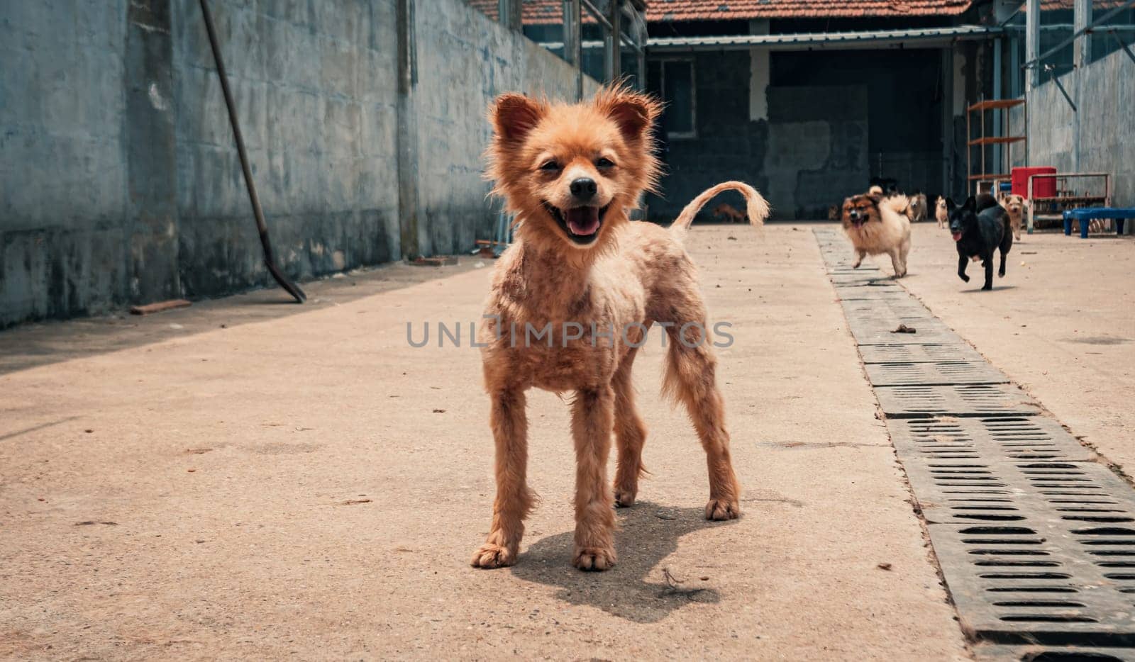 Mixed breed dog in shelter waiting to be rescued and adopted to new home. Shelter for animals concept by Busker