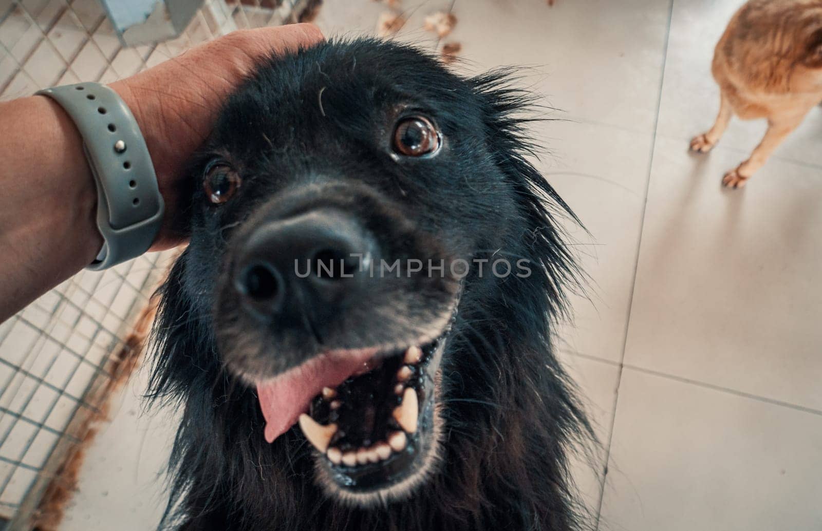 Close-up of male hand petting stray dog in pet shelter. People, Animals, Volunteering And Helping Concept. by Busker