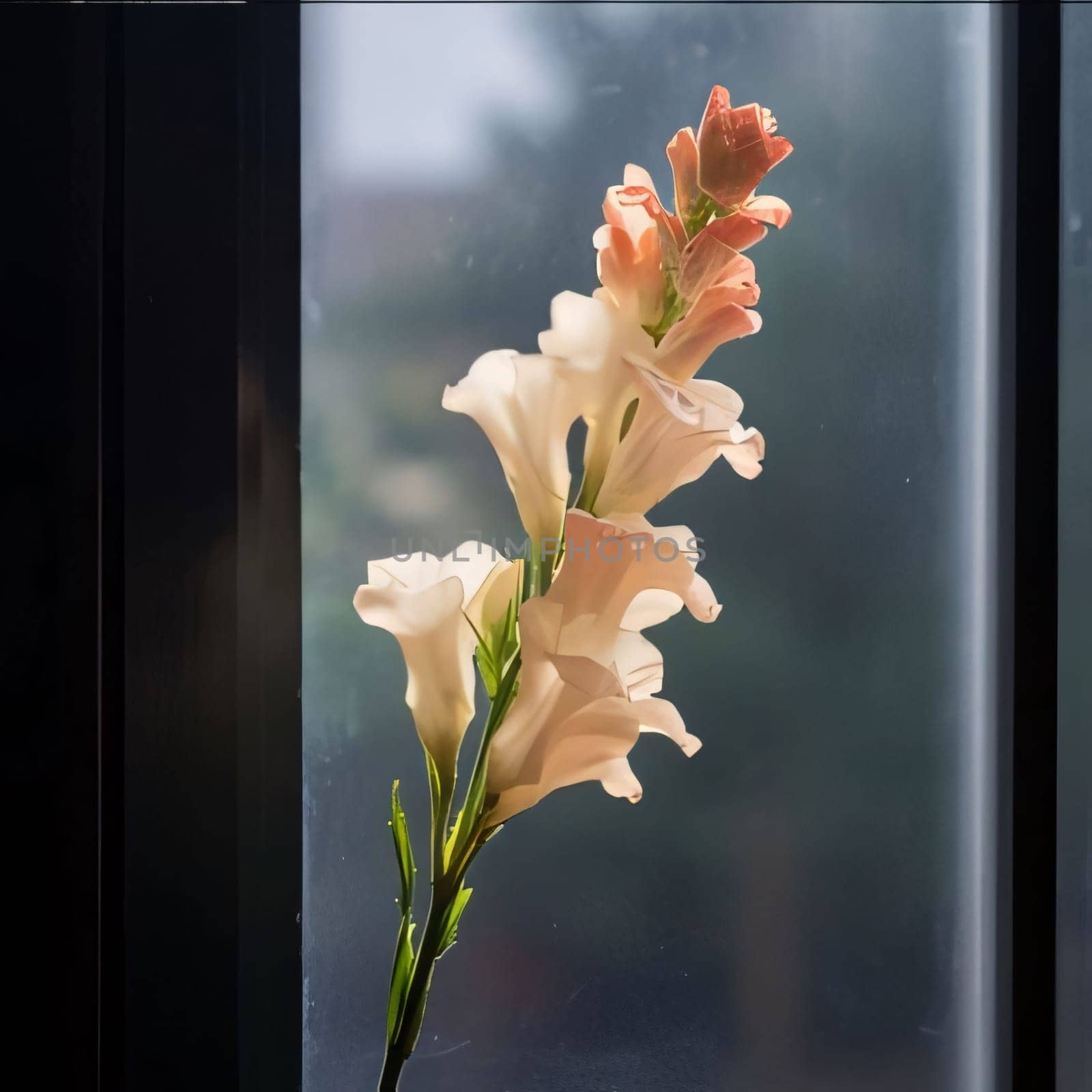 White lily flower, window in the background. Flowering flowers, a symbol of spring, new life. by ThemesS