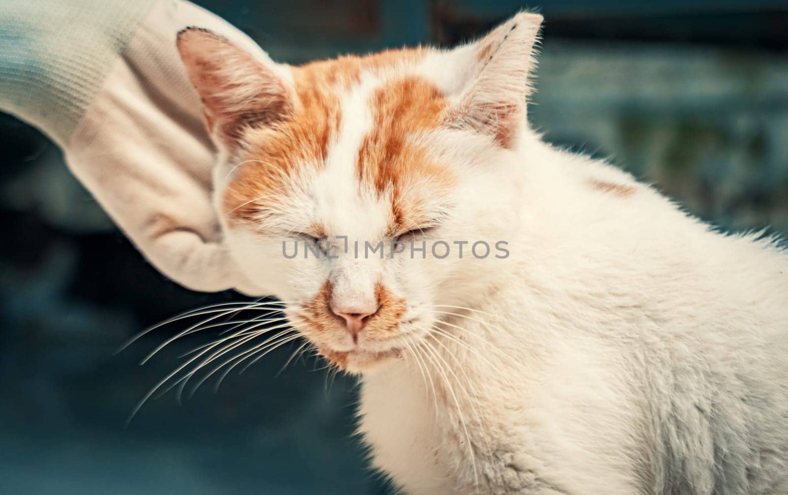 Close-up of volunteer's hand petting caged stray cat in pet shelter. People, Animals, Volunteering And Helping Concept. by Busker
