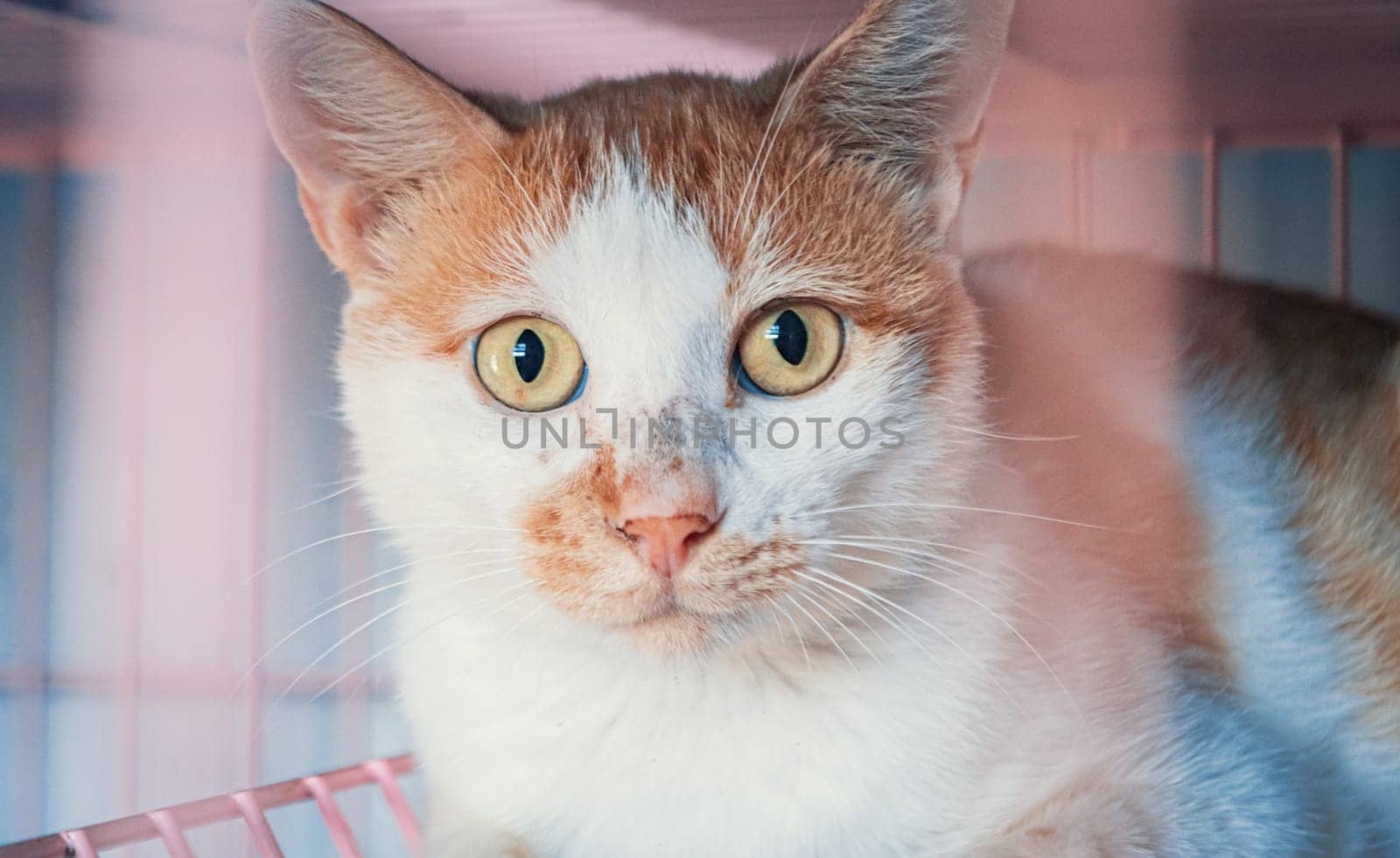 Portrait shot of homeless stray cat living in the animal shelter. Shelter for animals concept