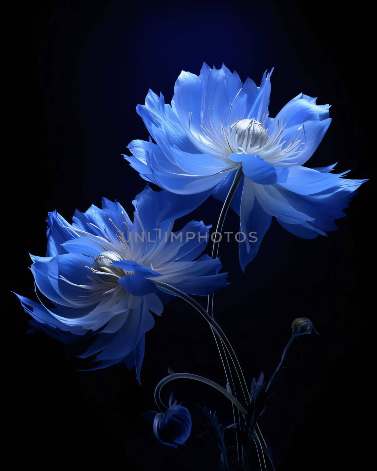 Two blue flowers on a dark black background. Flowering flowers, a symbol of spring, new life. A joyful time of nature waking up to life.