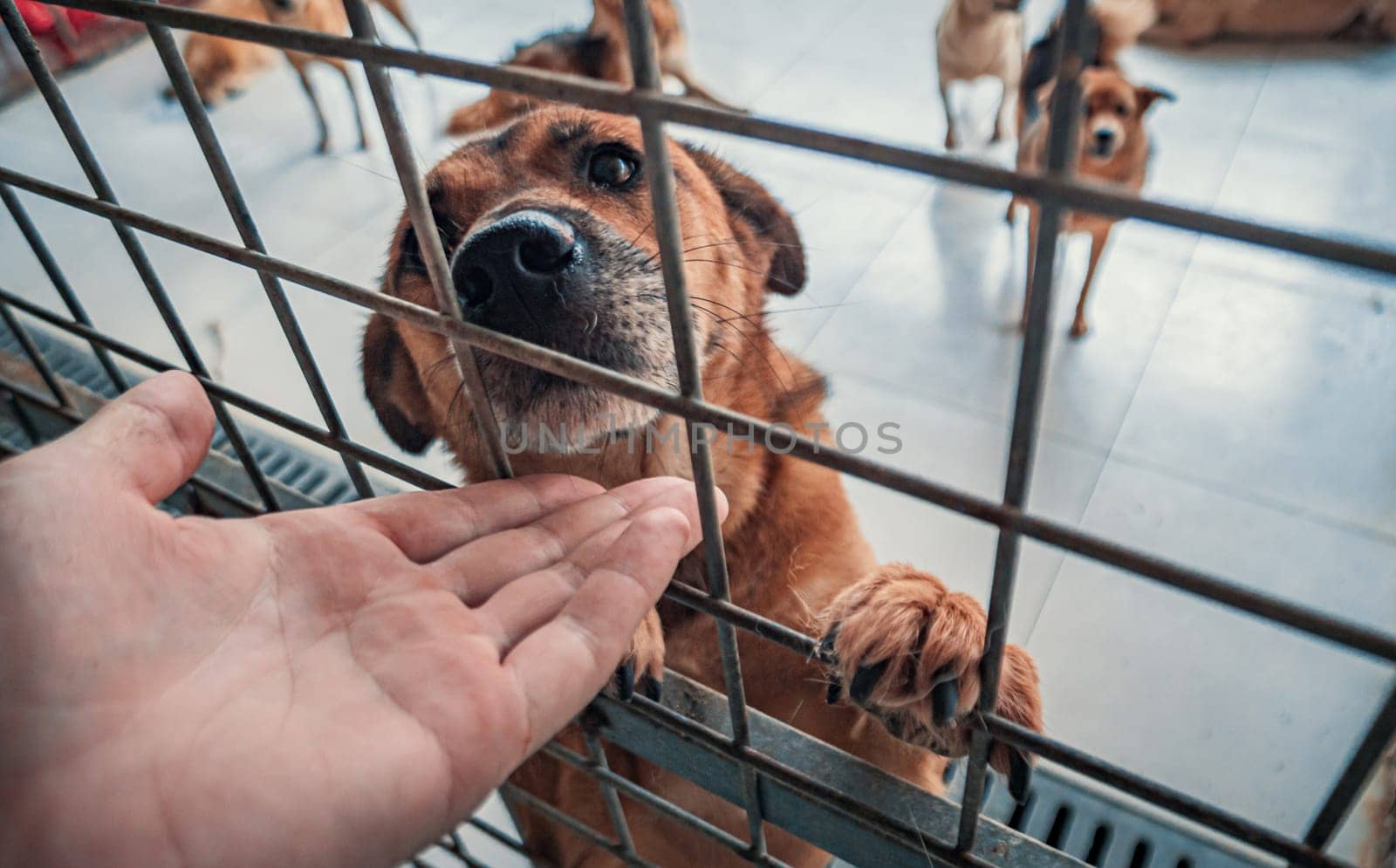 Male hand petting caged stray dog in pet shelter. People, Animals, Volunteering And Helping Concept.