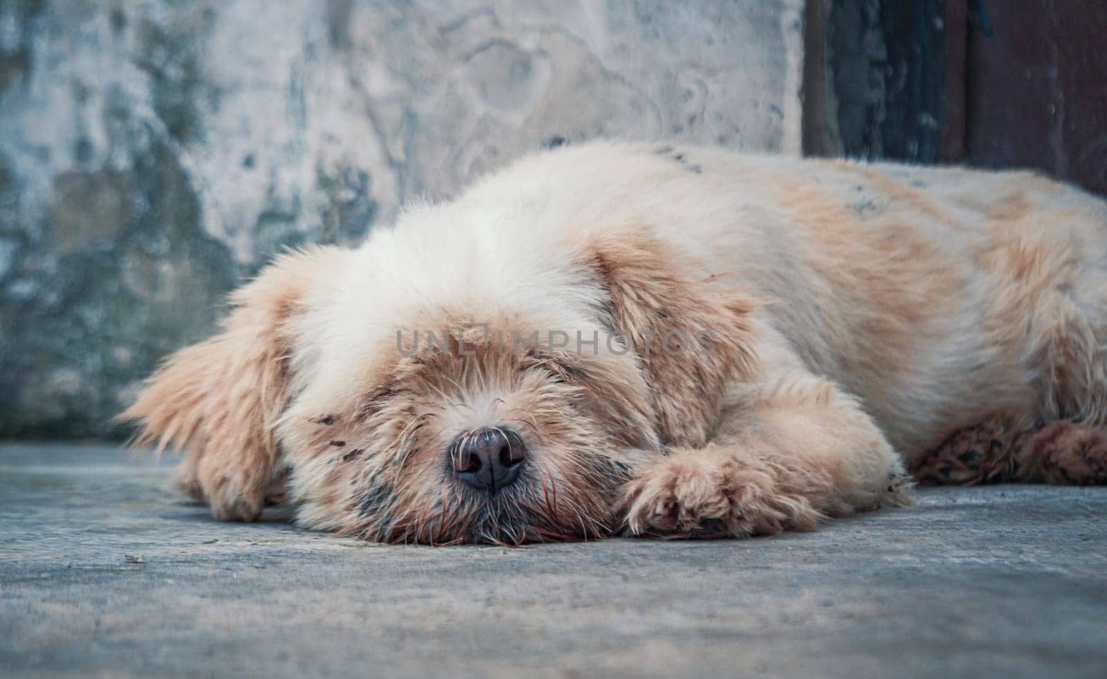 Close-up shot of lonely stray dog lying on the floor in shelter, suffering hungry miserable life, homelessness