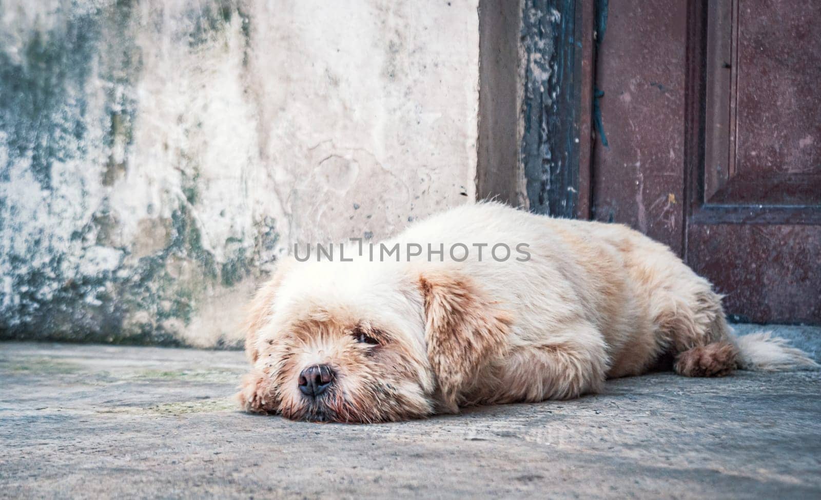 Lonely stray dog lying on the floor in shelter, suffering hungry miserable life, homelessness. Shelter for animals concept by Busker