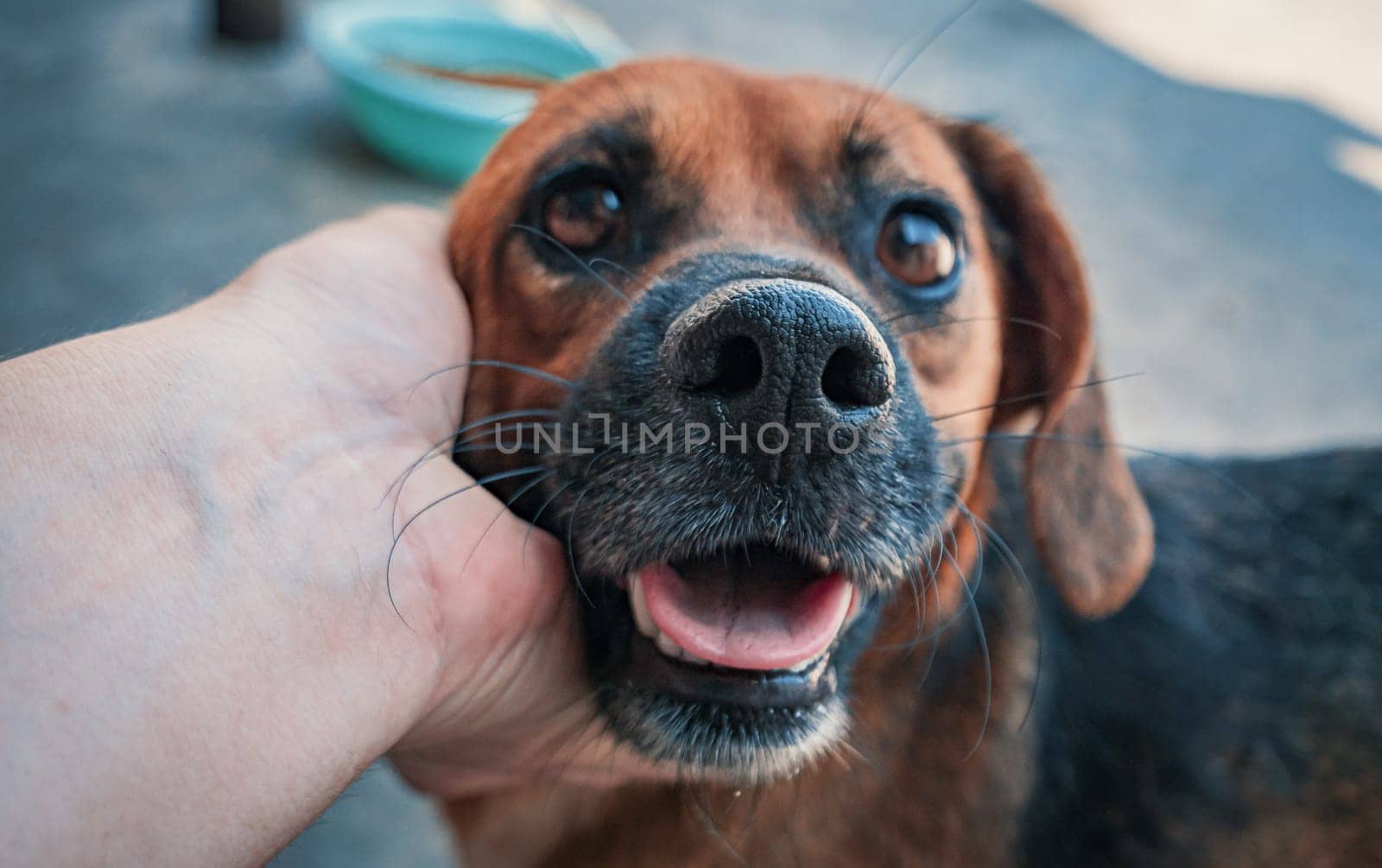 Male hand petting caged stray dog in pet shelter. People, Animals, Volunteering And Helping Concept.