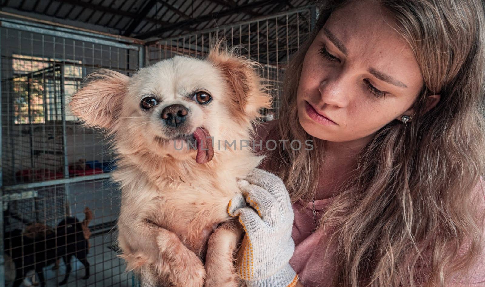 Close-up shot of female volunteer holds on hands dog in shelter