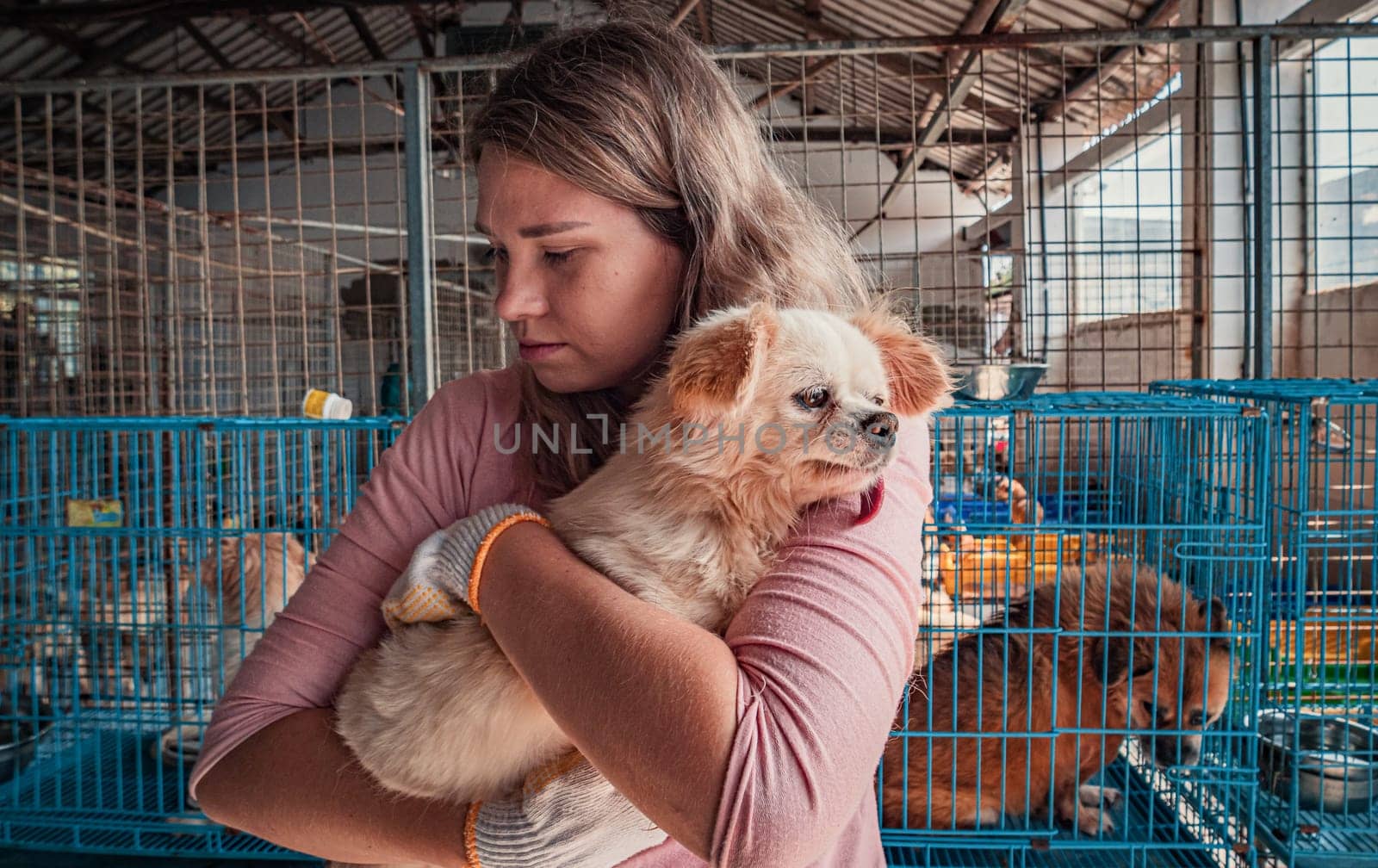 Female volunteer holds on hands little dog in shelter