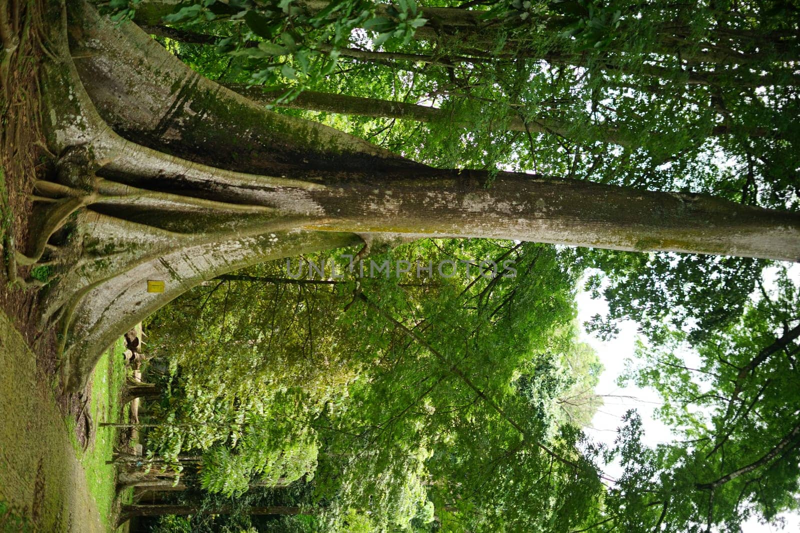 Rain forest in South East Asia, damp and wet spooky forest full of trees and vegetation