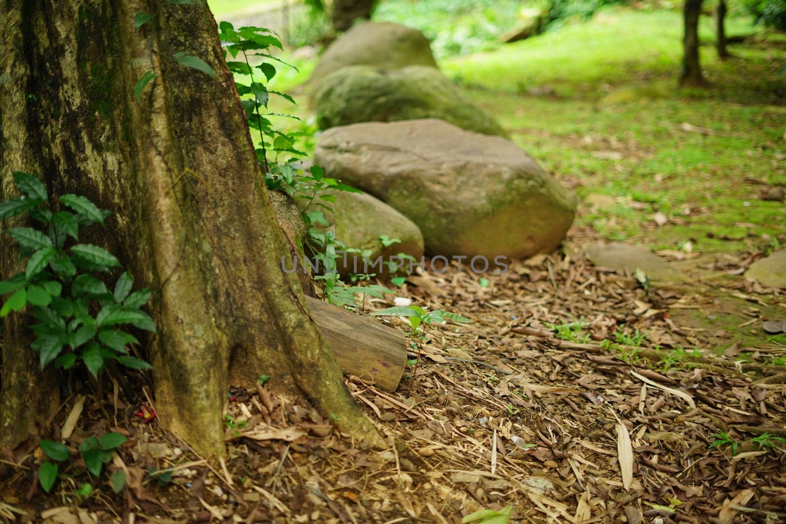 Rain forest in South East Asia, damp and wet spooky forest full of trees and vegetation