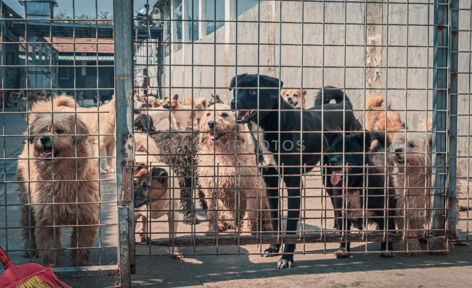 Unwanted and homeless dogs in animal shelter. Asylum for dog. Stray dogs behind the fence. Poor and hungry street dogs and urban free-ranging dogs.