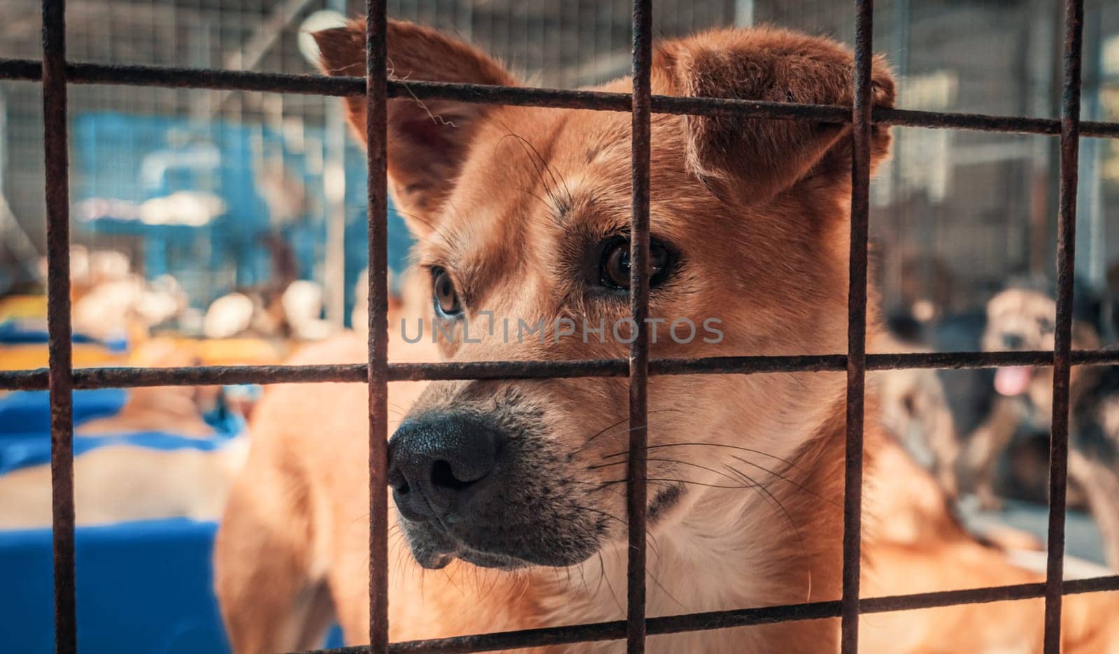 Portrait of sad dog in shelter behind fence waiting to be rescued and adopted to new home.