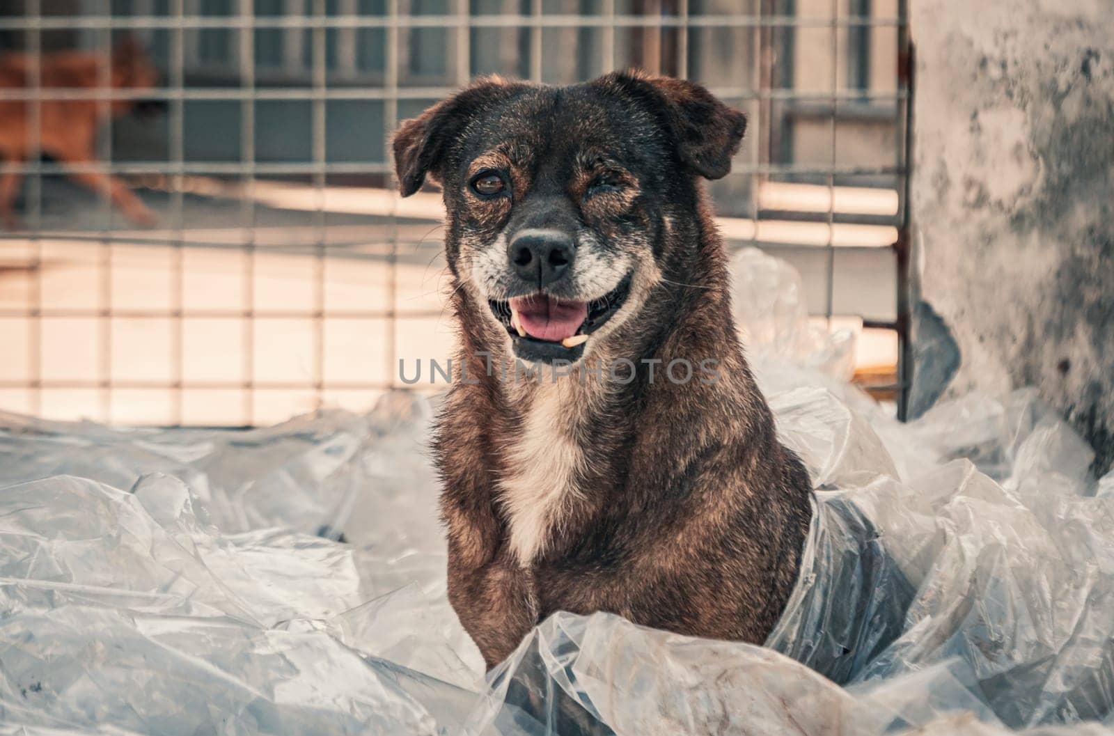 Sad dog in shelter waiting to be rescued and adopted to new home.