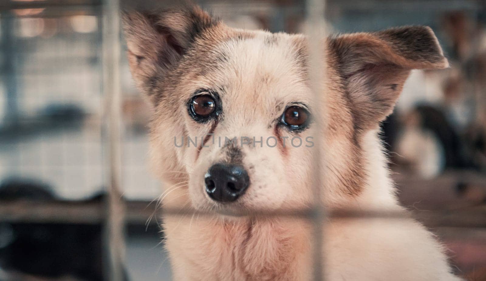 Portrait of sad dog in shelter behind fence waiting to be rescued and adopted to new home.