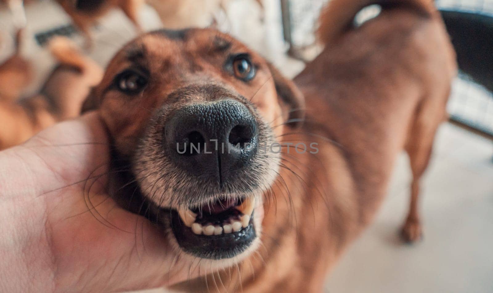 Male hand petting stray dog in pet shelter. People, Animals, Volunteering And Helping Concept.