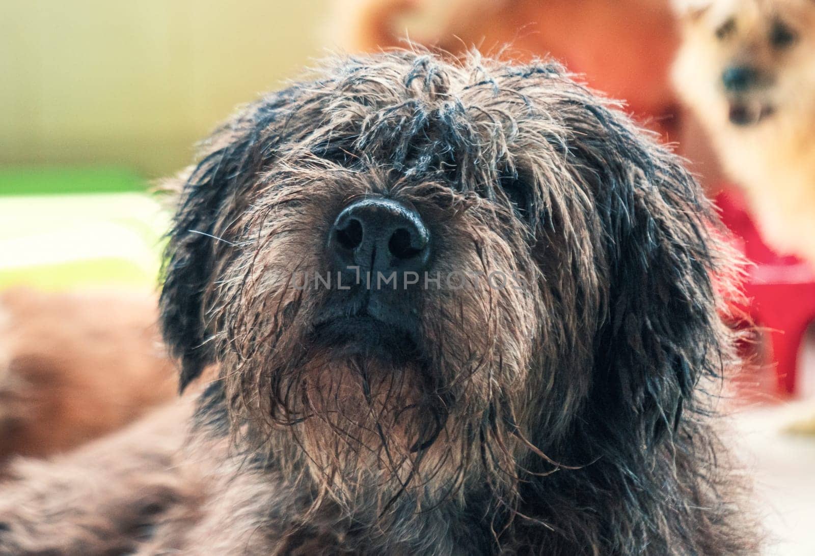 Sad dog in shelter waiting to be rescued and adopted to new home.