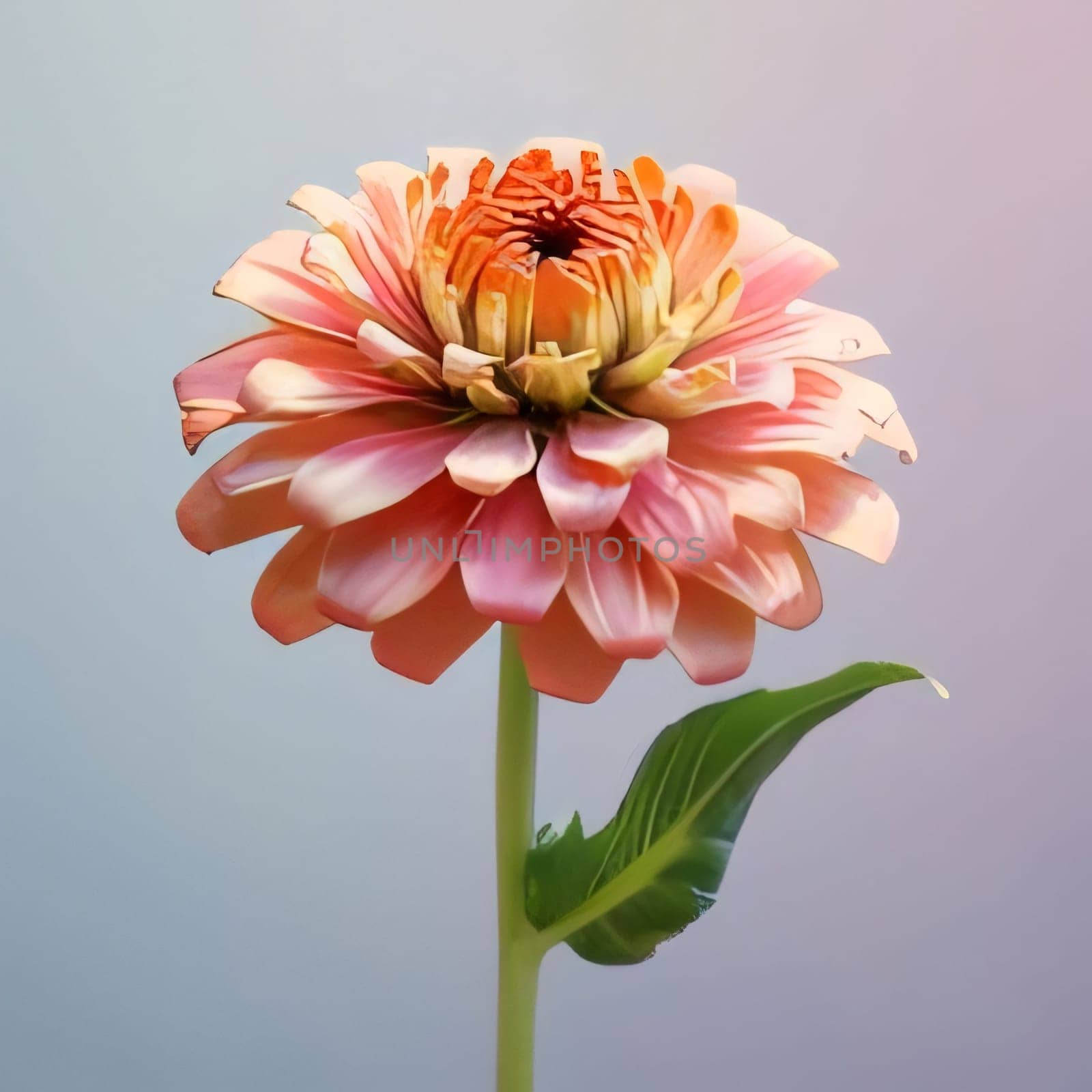 Pink gerber daisy on gray isolated background. Flowering flowers, a symbol of spring, new life. A joyful time of nature waking up to life.
