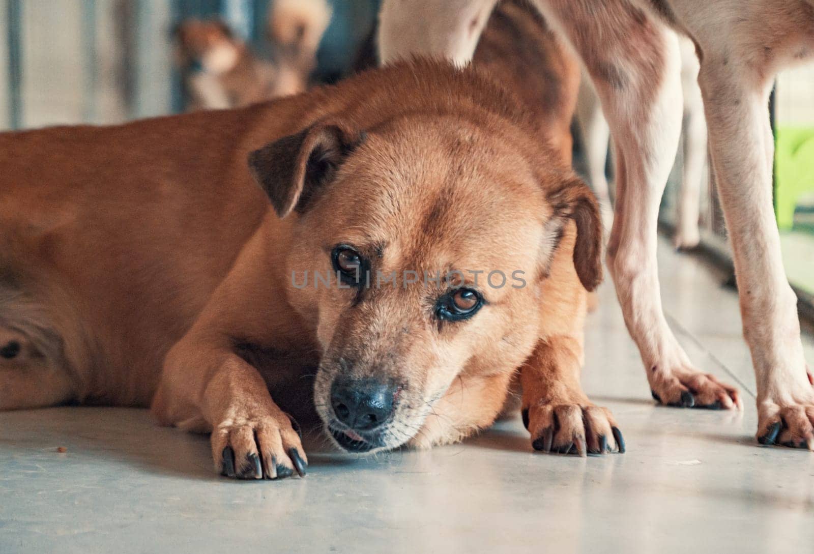 Sad dog in shelter waiting to be rescued and adopted to new home.