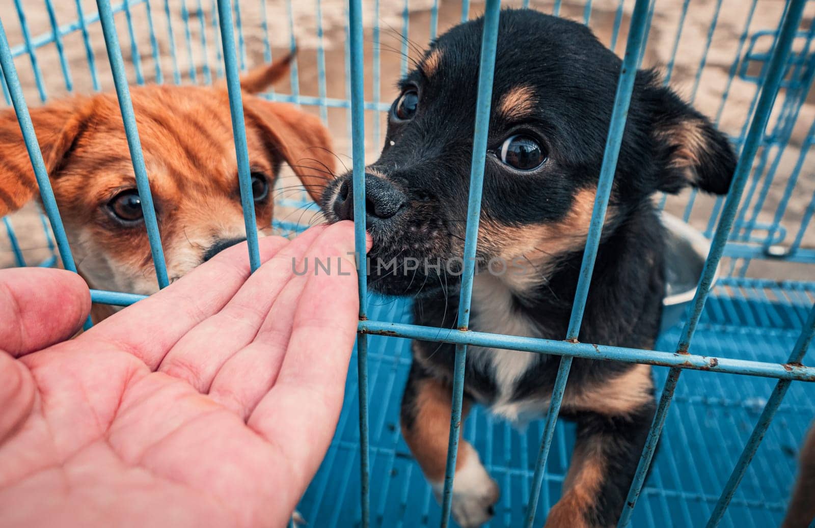 Male hand petting caged puppy in pet shelter. People, Animals, Volunteering And Helping Concept.