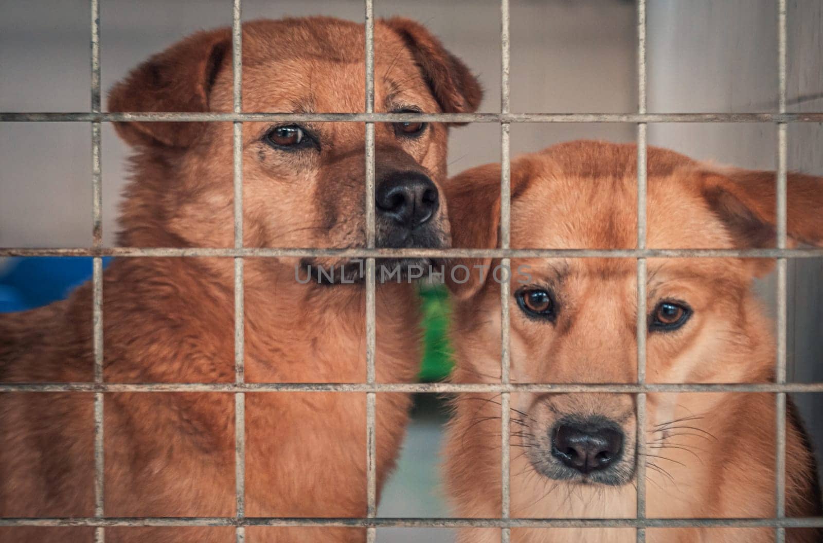 Unwanted and homeless dogs in animal shelter. Asylum for dog. Stray dogs behind the fence. Poor and hungry street dogs and urban free-ranging dogs.