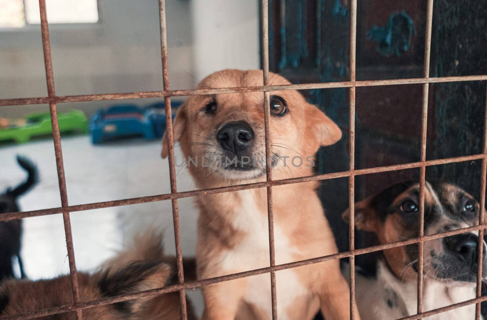 Portrait of sad dog in shelter behind fence waiting to be rescued and adopted to new home.