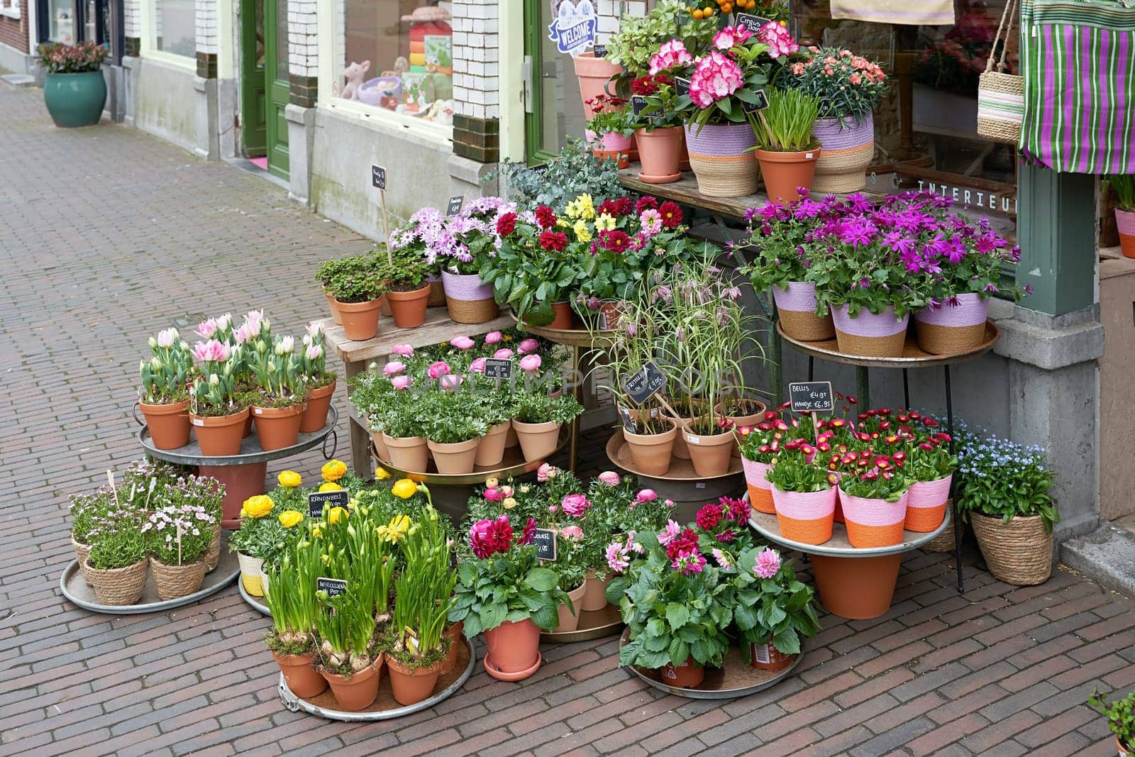 Flower shop with many plants traditional for the Netherlands in spring. by berezko