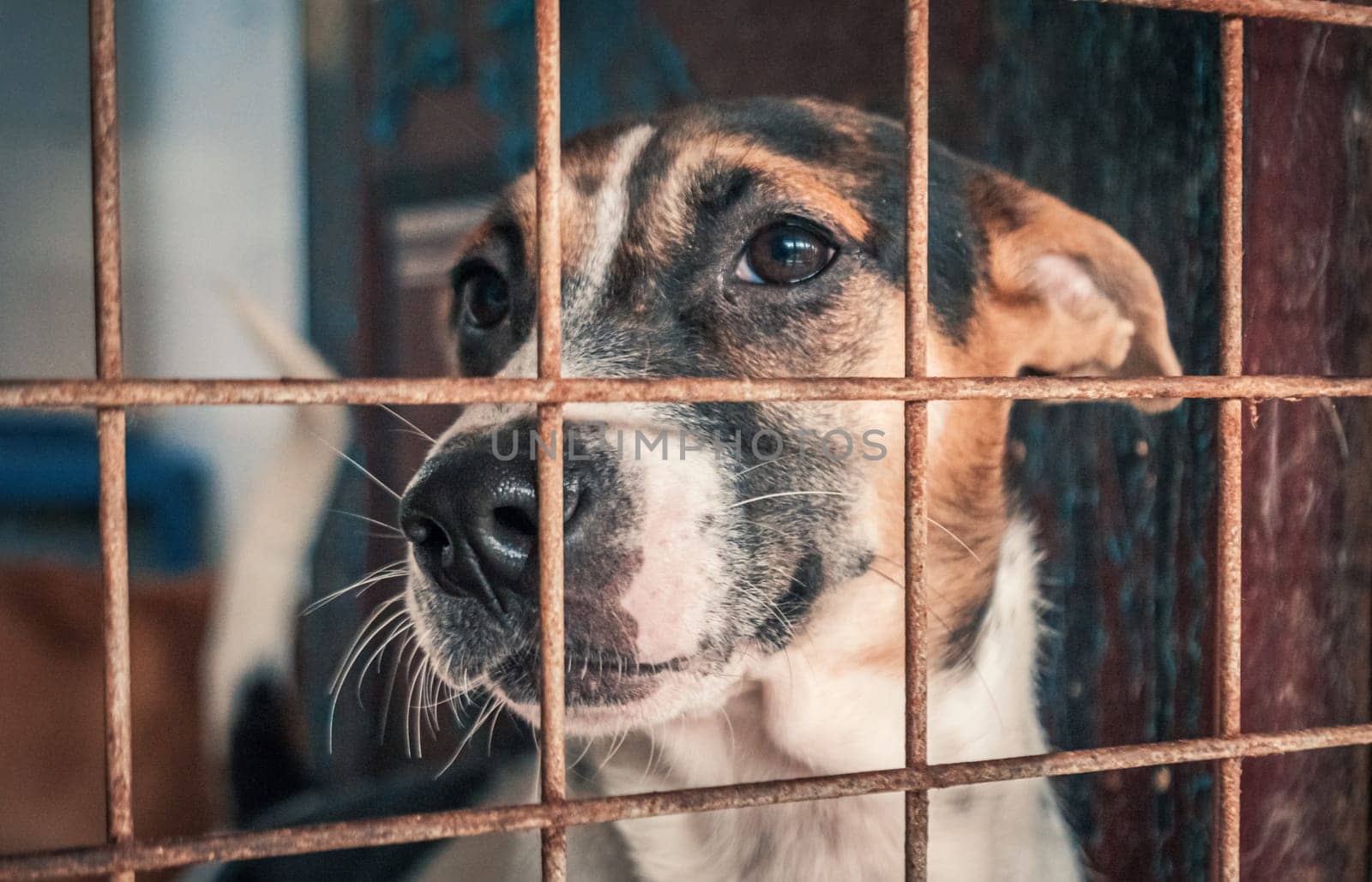 Portrait of sad dog in shelter behind fence waiting to be rescued and adopted to new home.