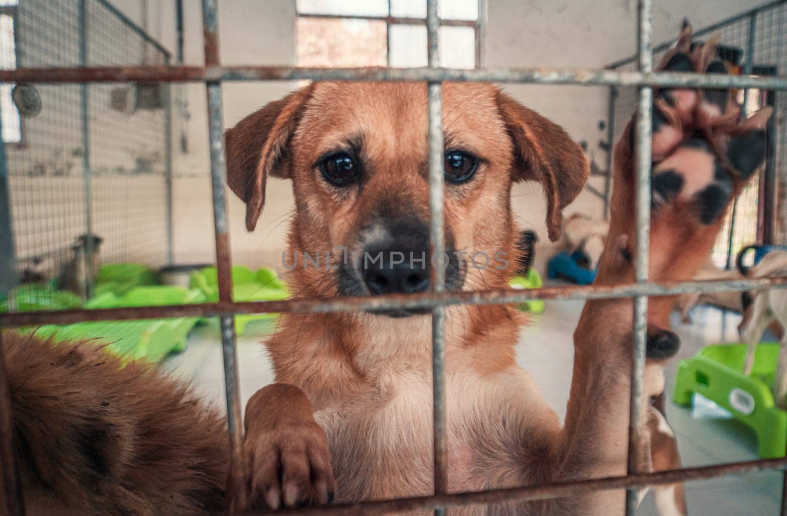 Portrait of sad dog in shelter behind fence waiting to be rescued and adopted to new home.