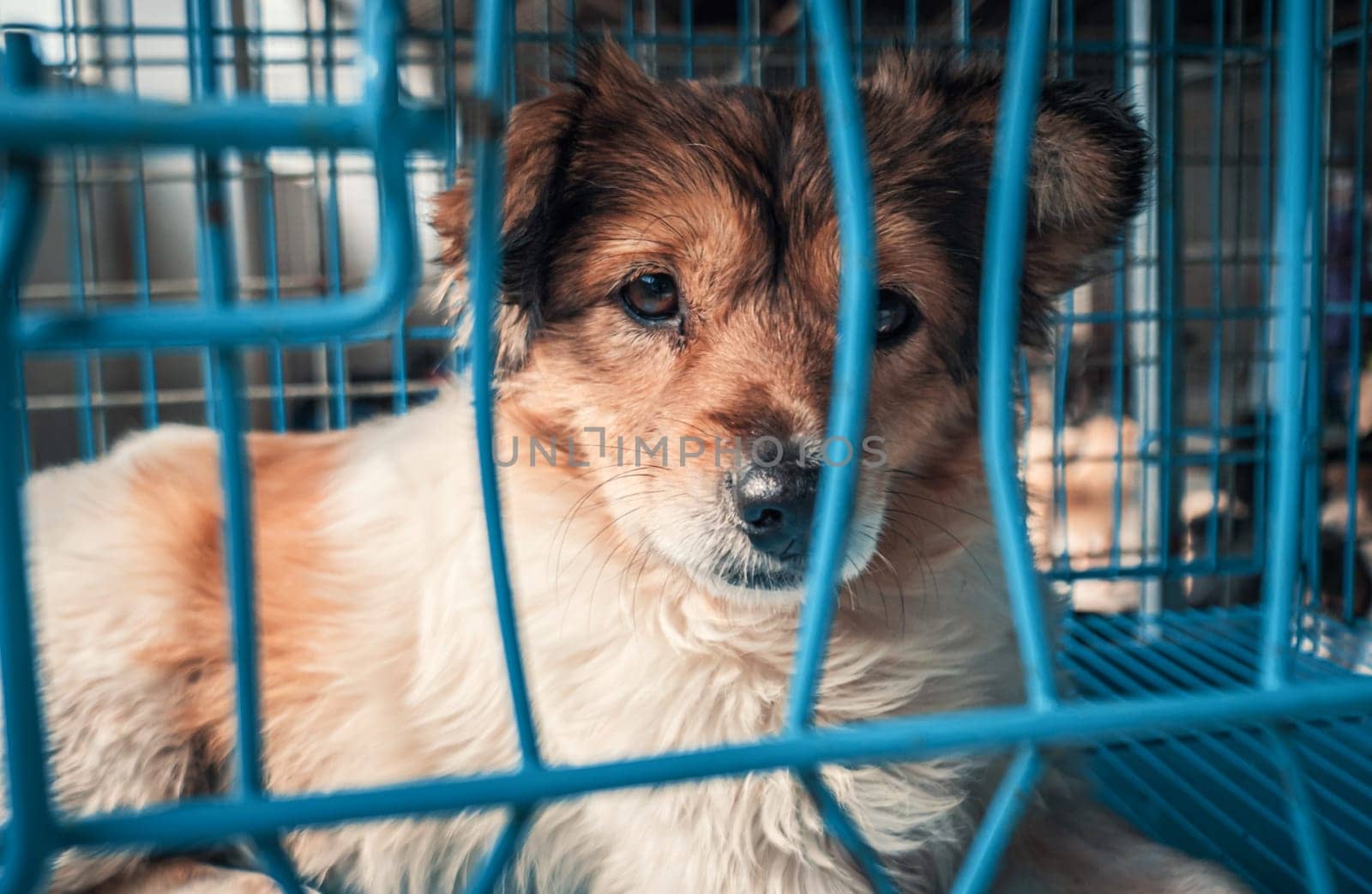 Portrait of sad dog in shelter behind fence waiting to be rescued and adopted to new home.